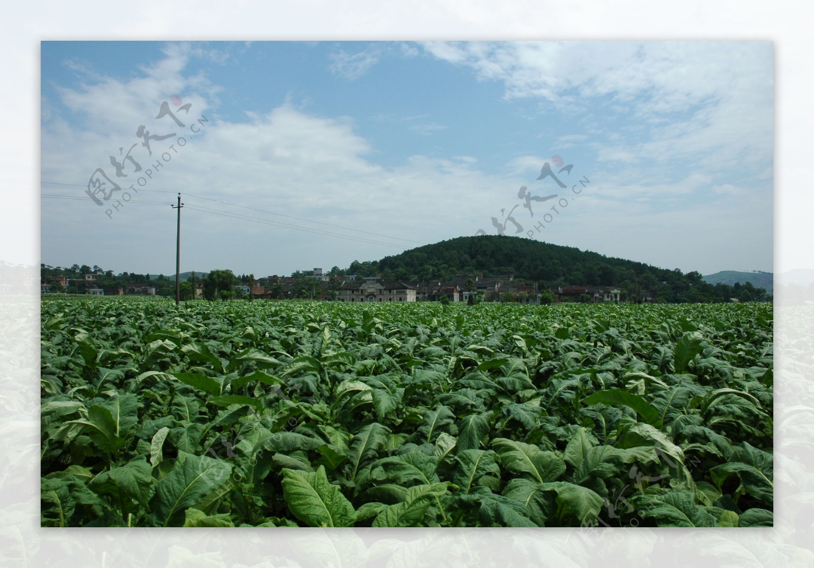 苏仙区烟草种植图片