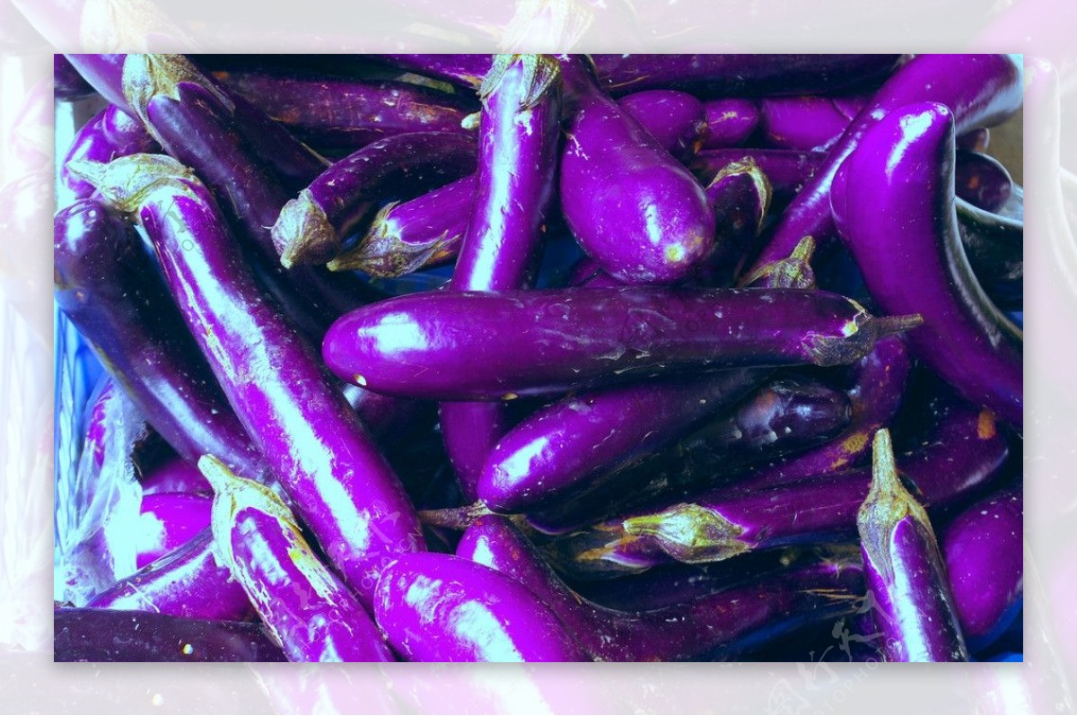 紫茄子蔬菜瓜果图片