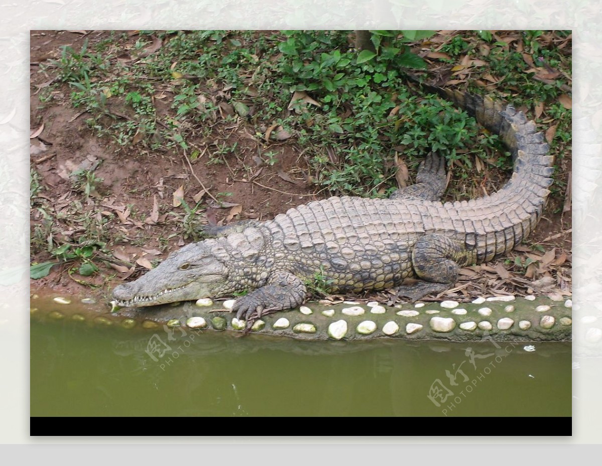 来泰国你还去看鳄鱼表演吗？失去了野性的观光，意义何在_养殖池