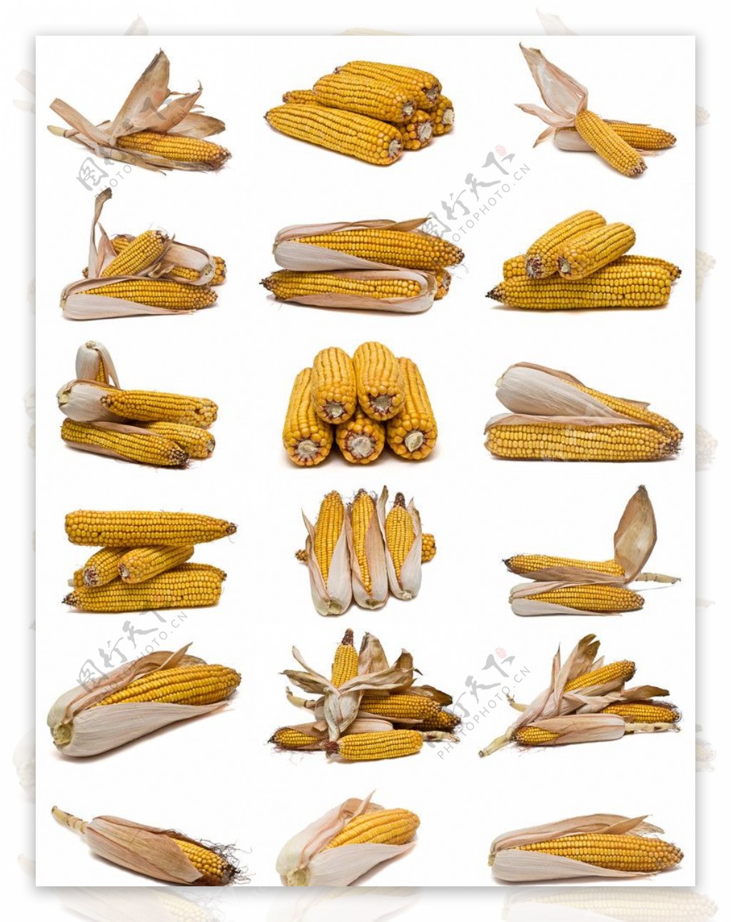 玉米图集图片