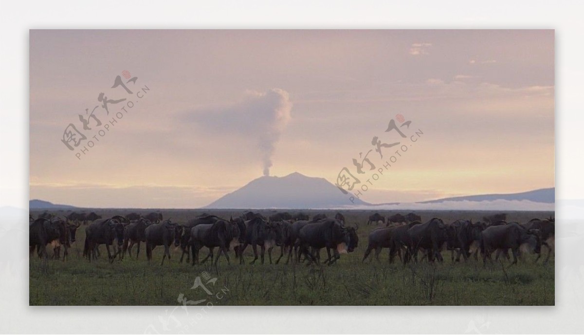 非洲角马群背景远山图片