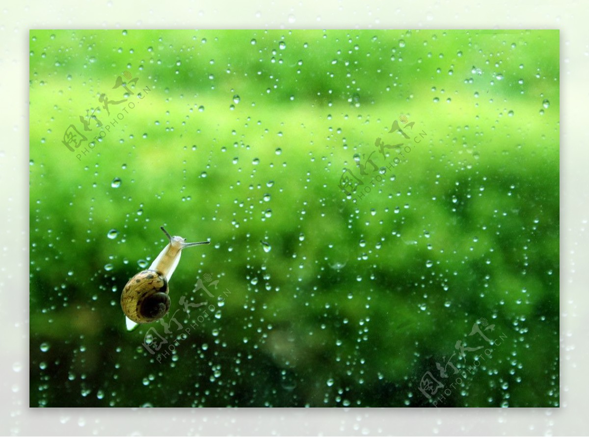 雨后蜗牛图片