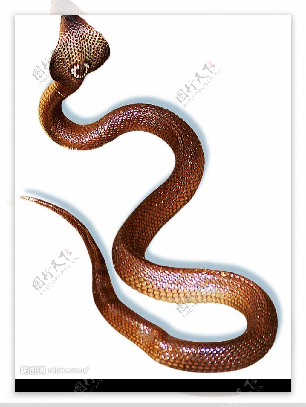 沙地上的毒蛇图片素材-编号26800139-图行天下
