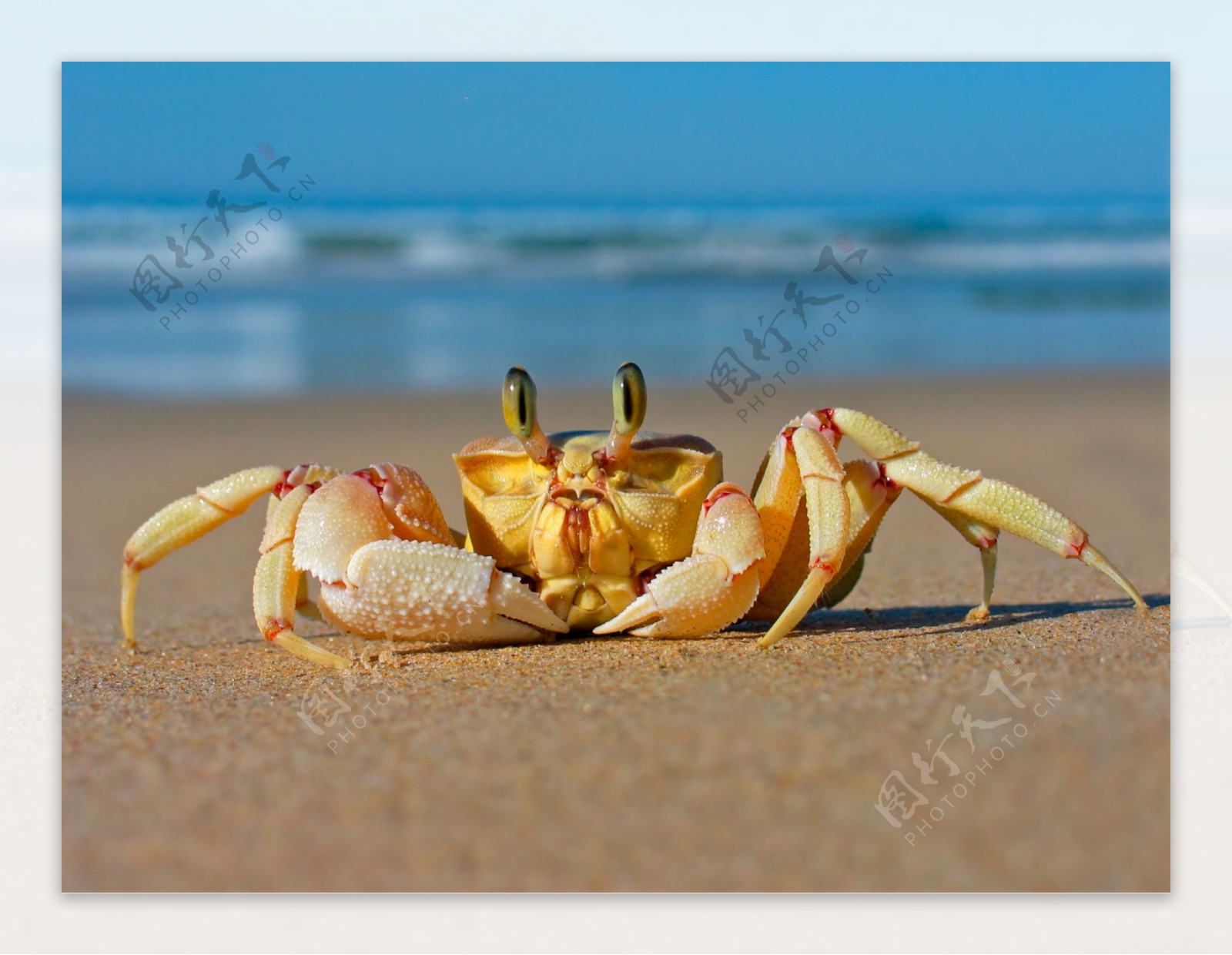 海边捉螃蟹图片大全,海滩,小螃蟹_大山谷图库