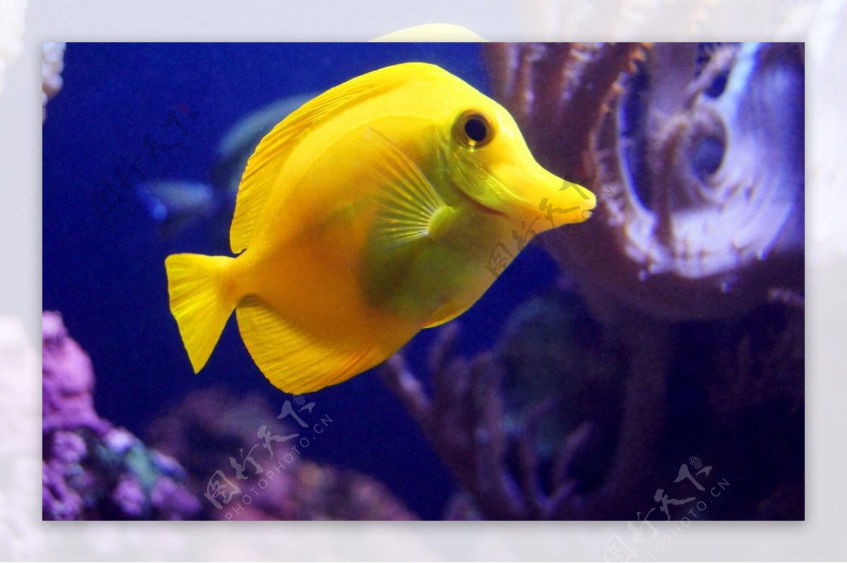 黄色宠物鱼图片