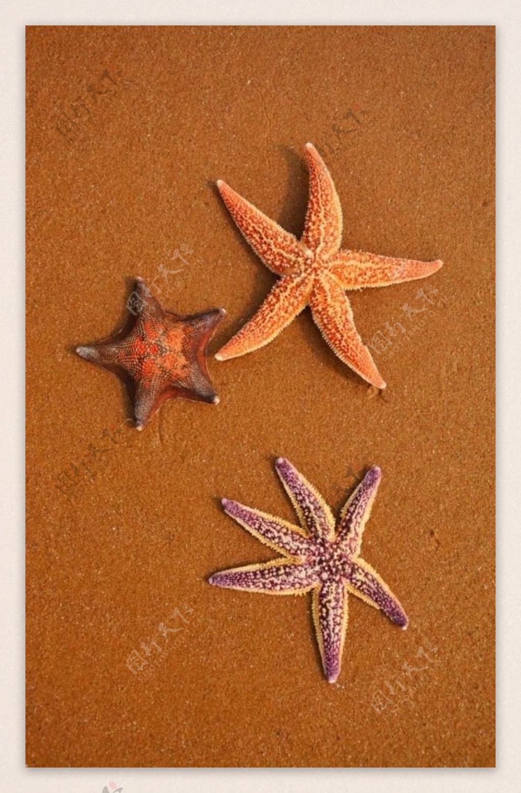 夕阳沙滩海星图片素材-编号11631309-图行天下