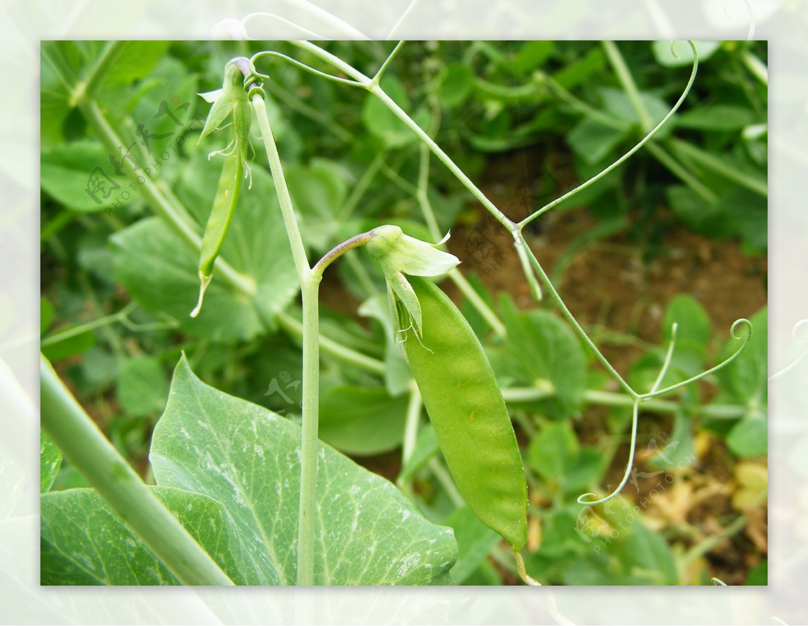 豌豆荷兰豆生长图片