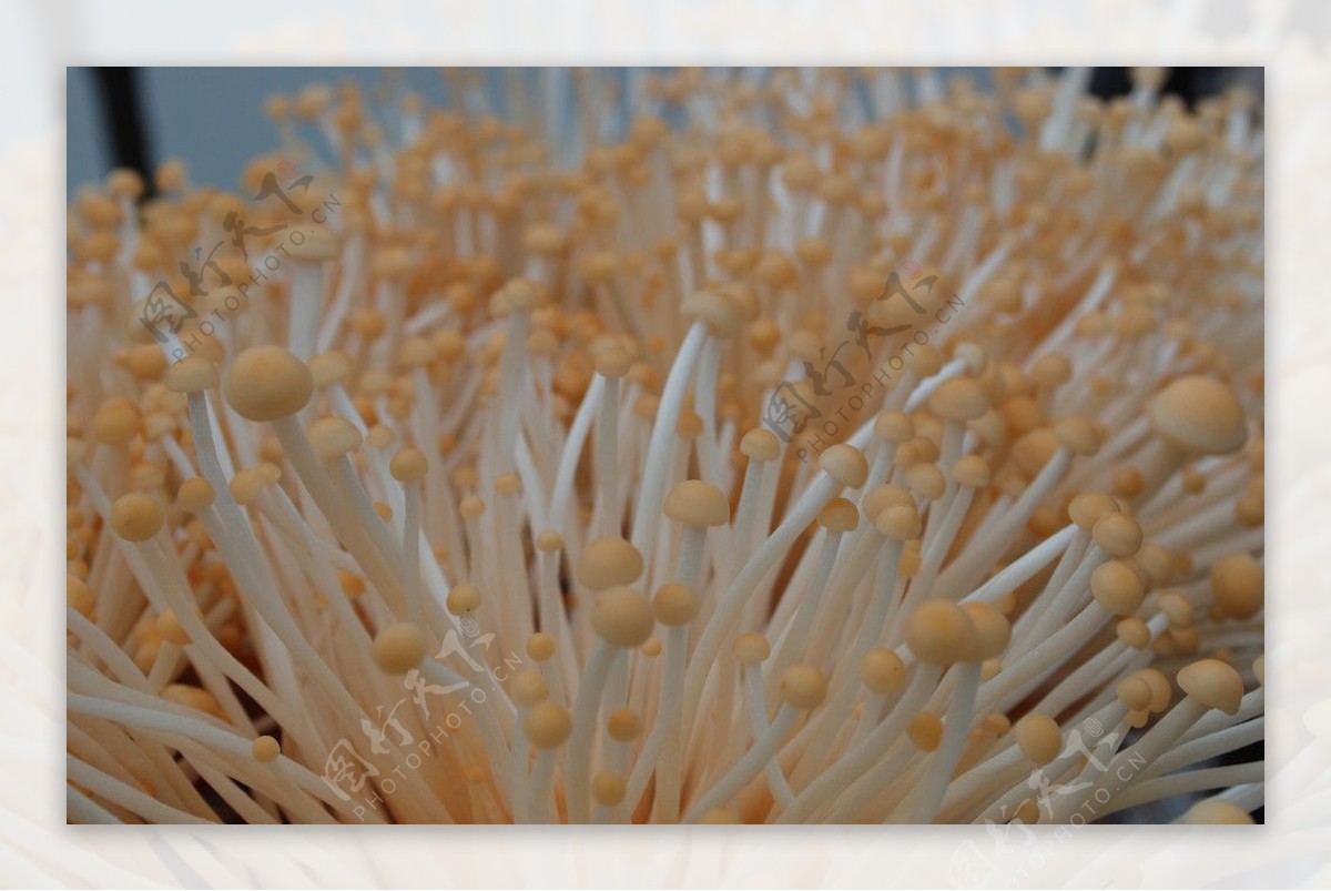 金针菇素材-金针菇图片-金针菇素材图片下载-觅知网