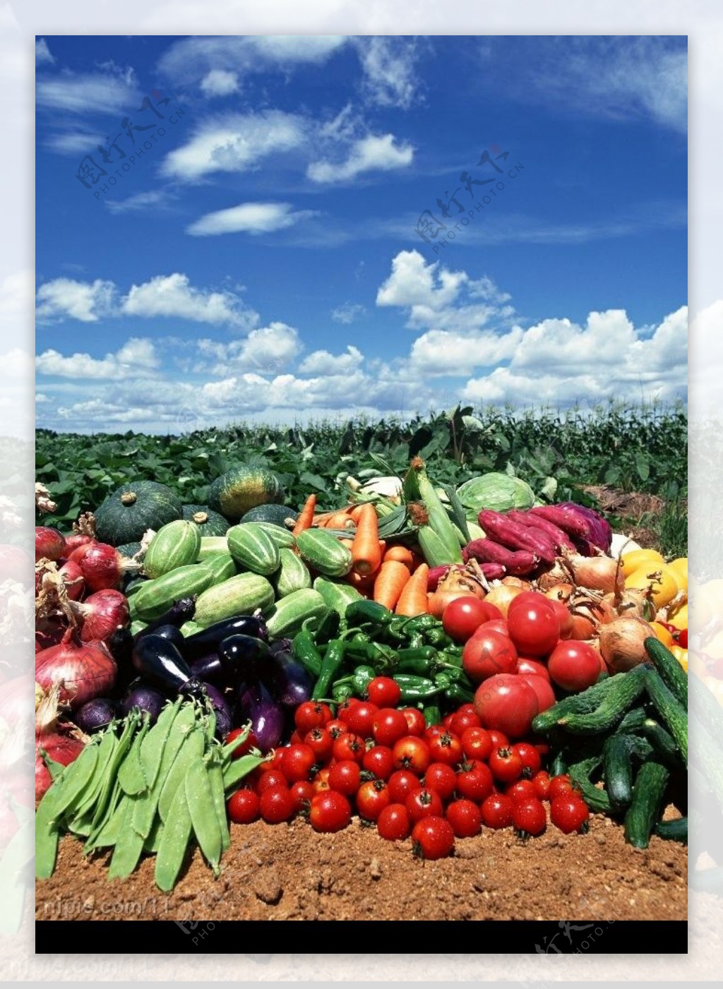 田间蔬菜图片