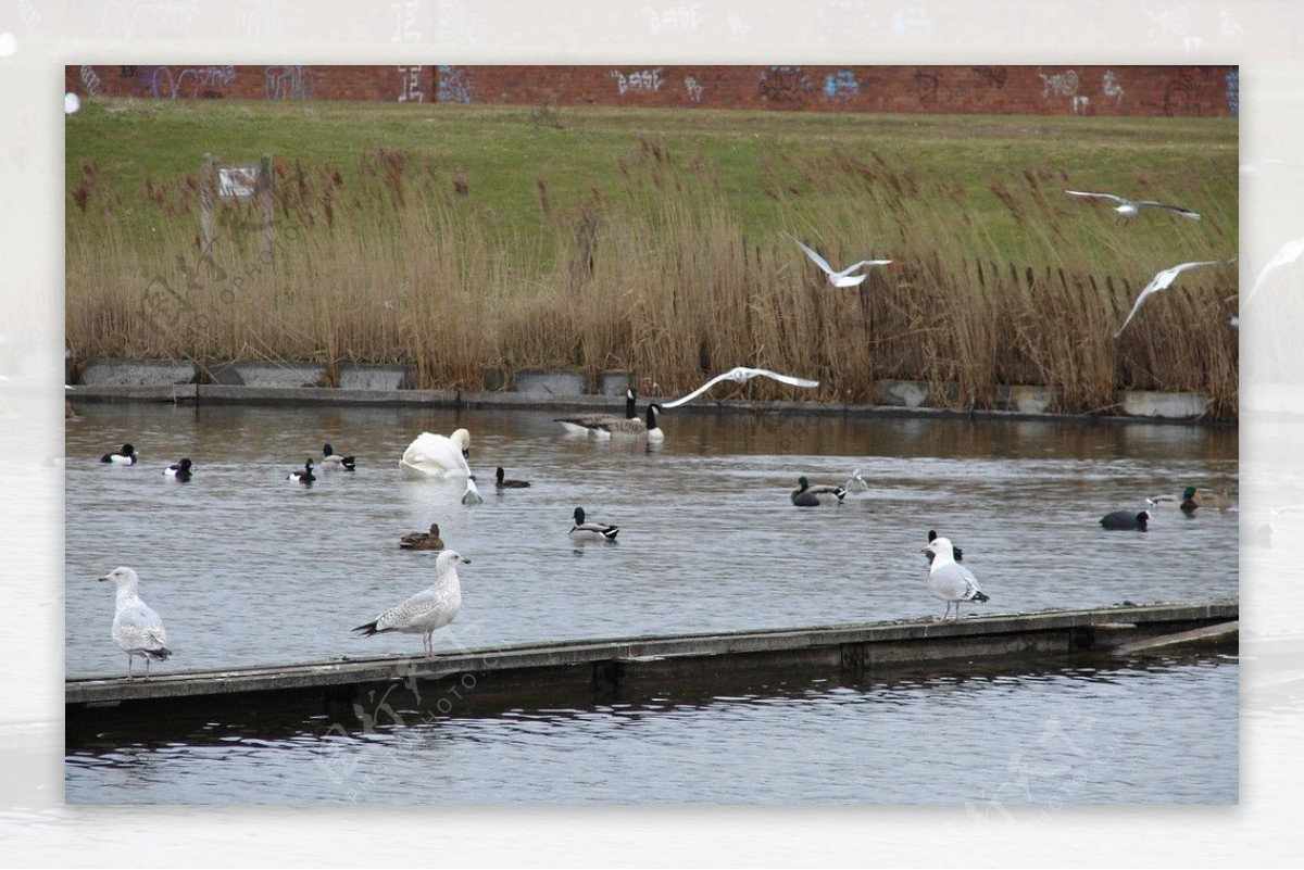 英国利物浦湿地鸟类图片