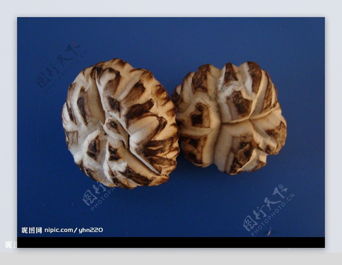原木香菇4图片
