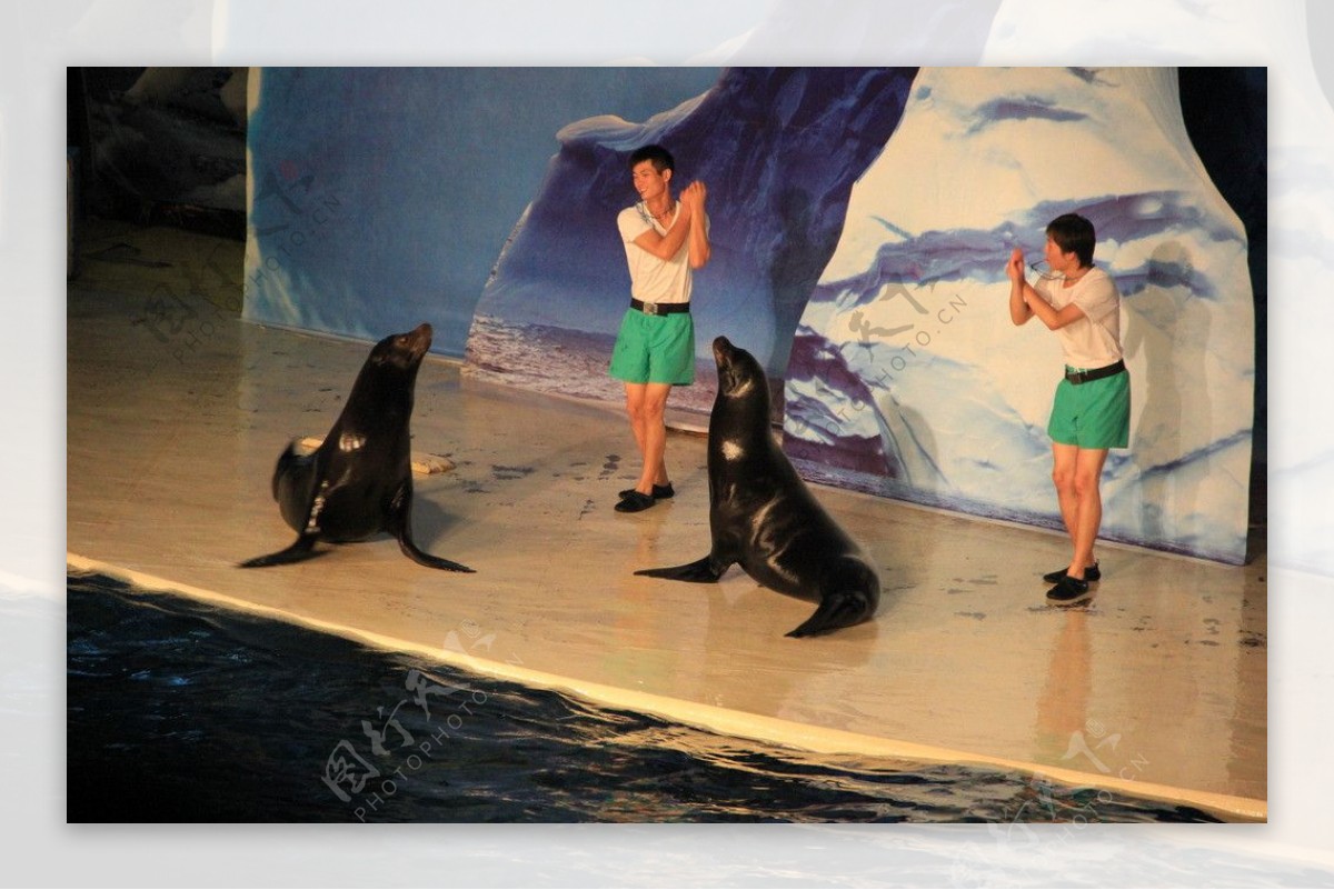 海狮表演图片