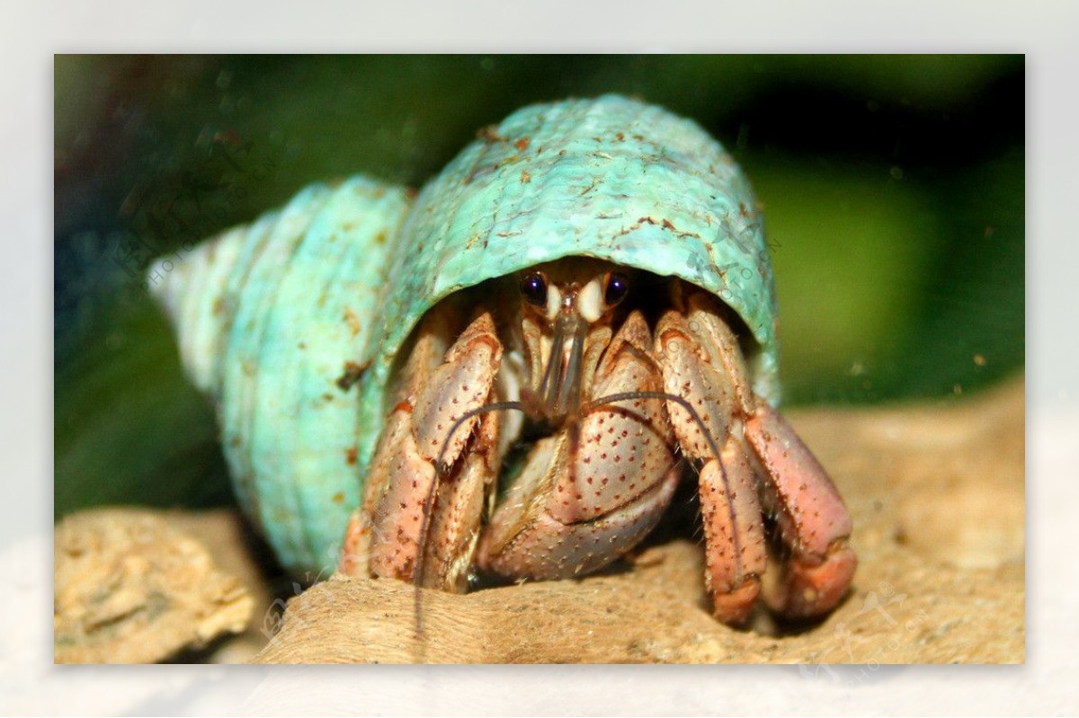 寄居蟹摄影图__海洋生物_生物世界_摄影图库_昵图网nipic.com