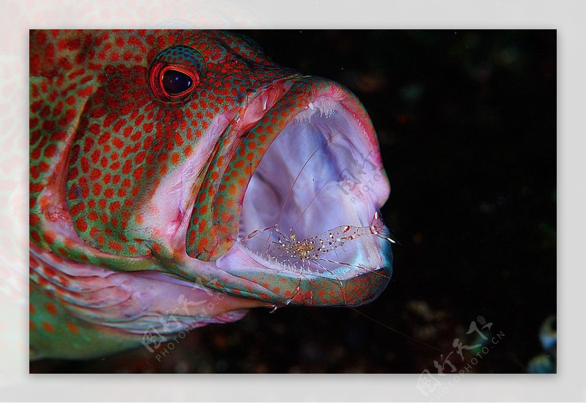 海洋生物图片