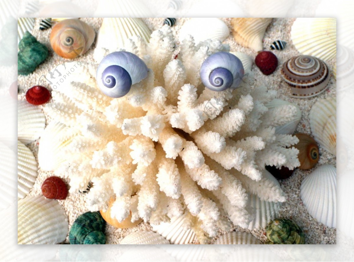 贝壳海螺珊瑚图片