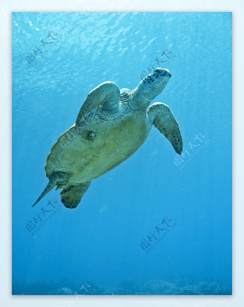 海龟游泳图片