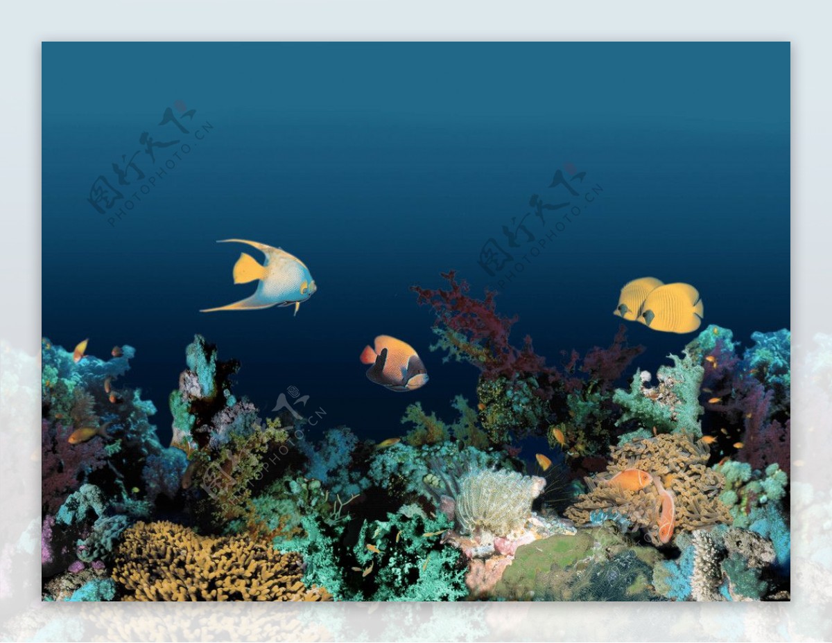 热带海底世界图片