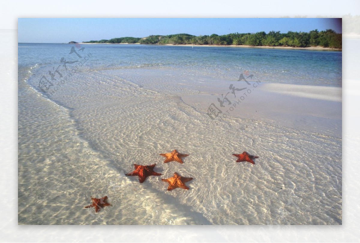 海边沙滩上海星图片