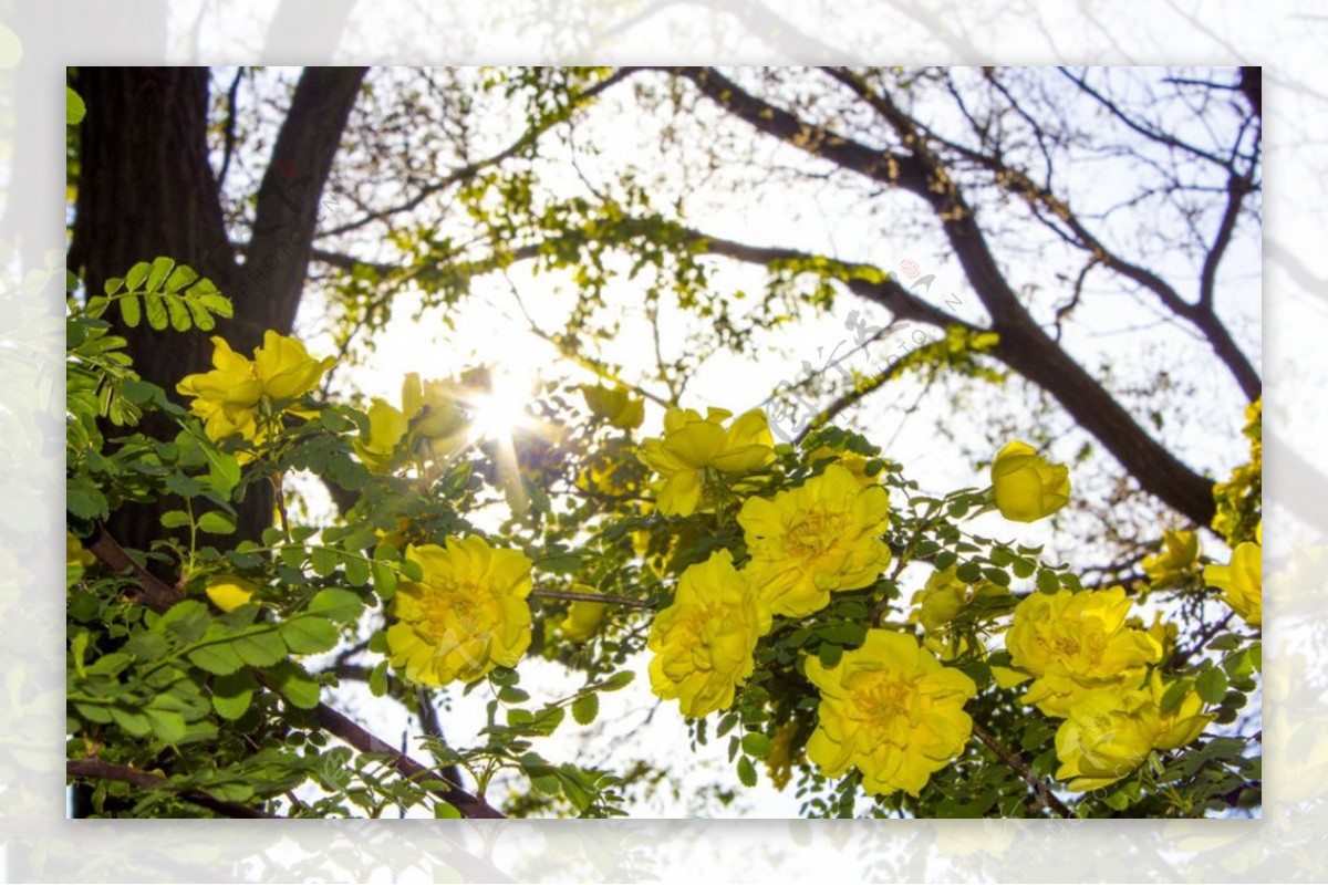 春节花朵图片