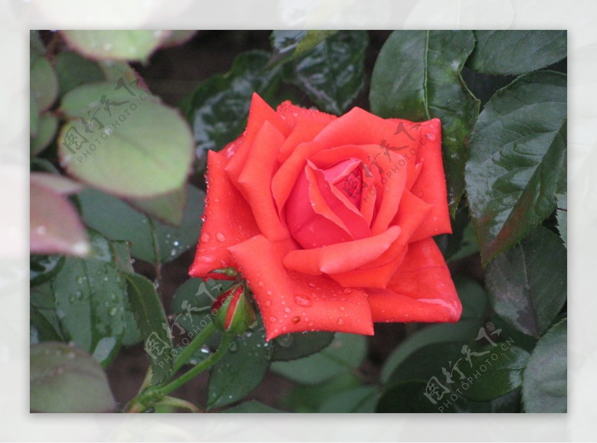 雨露月季花图片