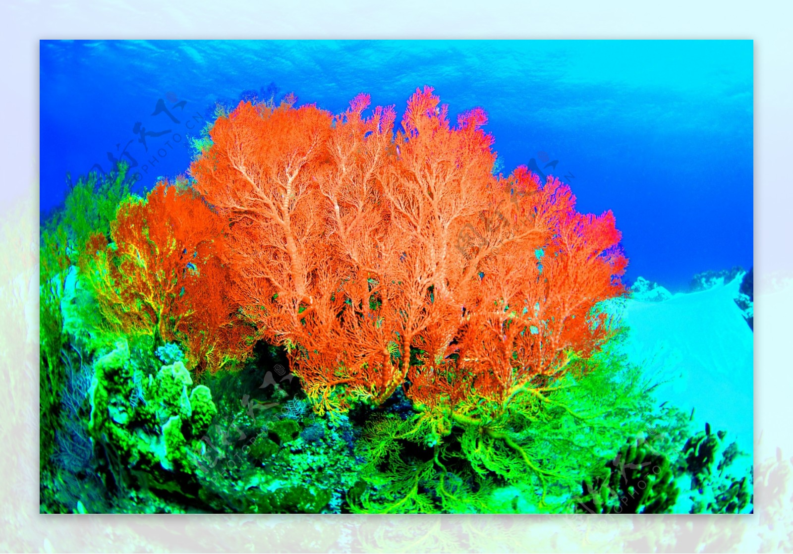 珊瑚珊瑚礁海底图片摄影图__海洋生物_生物世界_摄影图库_昵图网nipic.com