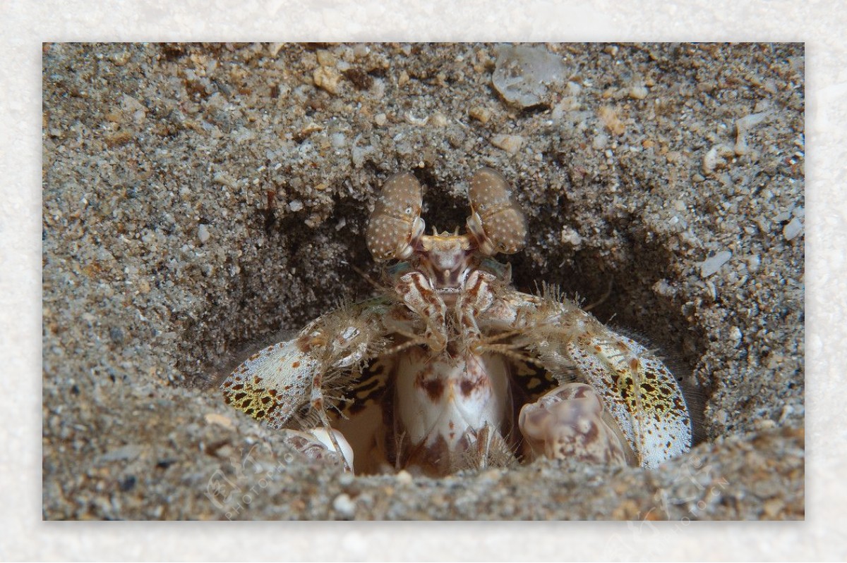 小螃蟹图片