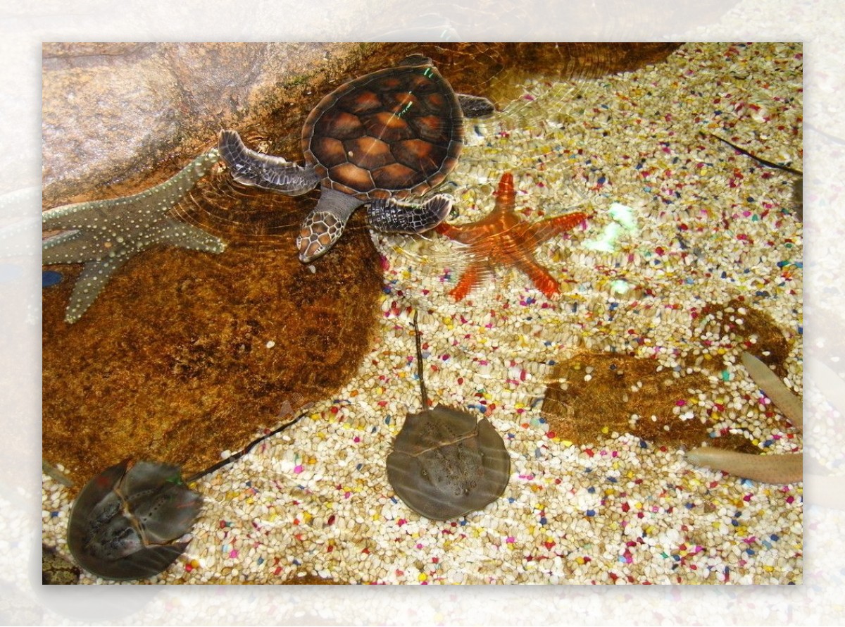 海龟海星图片