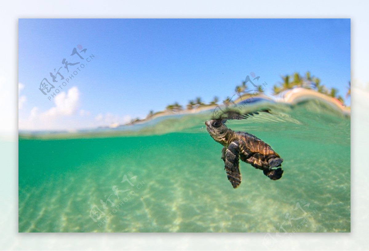 小海龟高清图片