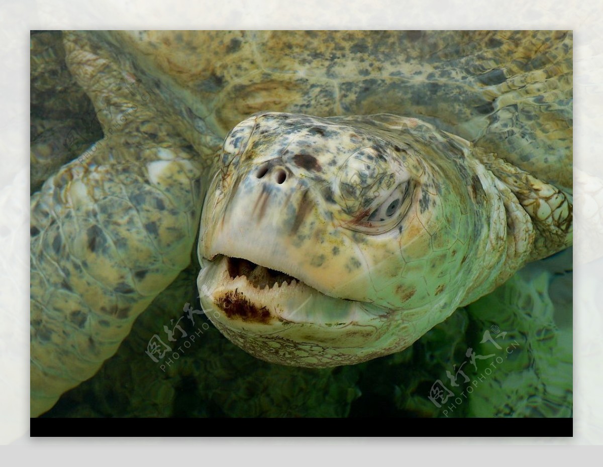 丑陋的海龟图片