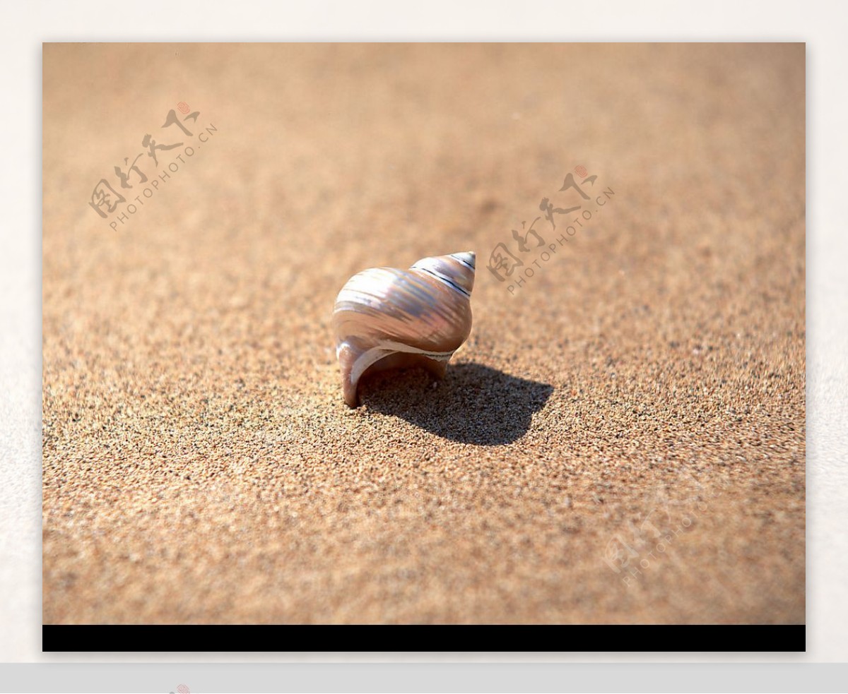 蚌壳里的沙子与珍珠47538_静物写真_静物类_图库壁纸_68Design
