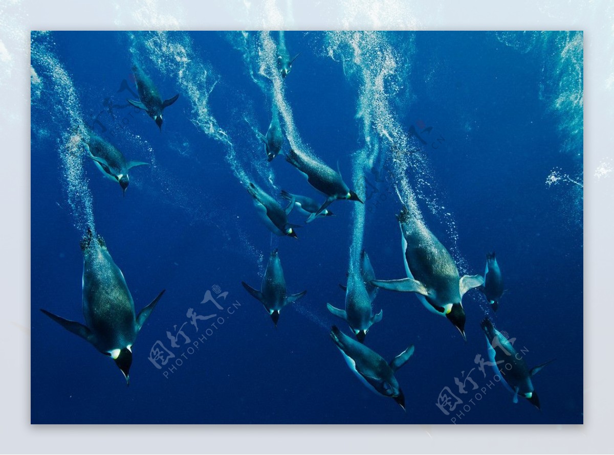 跃入水中的企鹅图片