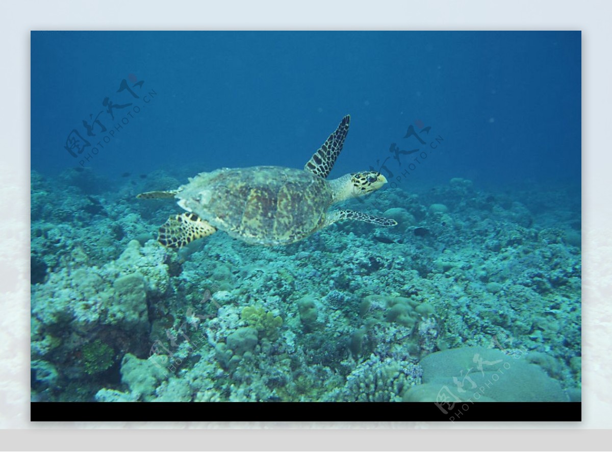 海洋生物海龟图片