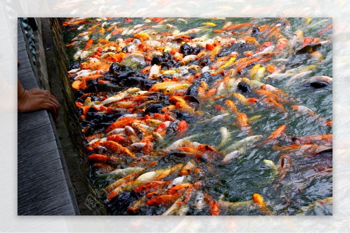 图片素材 : 池塘, 多彩, 锦鲤, 鲤鱼, 海洋生物学 3264x2448 - - 601618 - 素材中国, 高清壁纸 - PxHere摄影图库