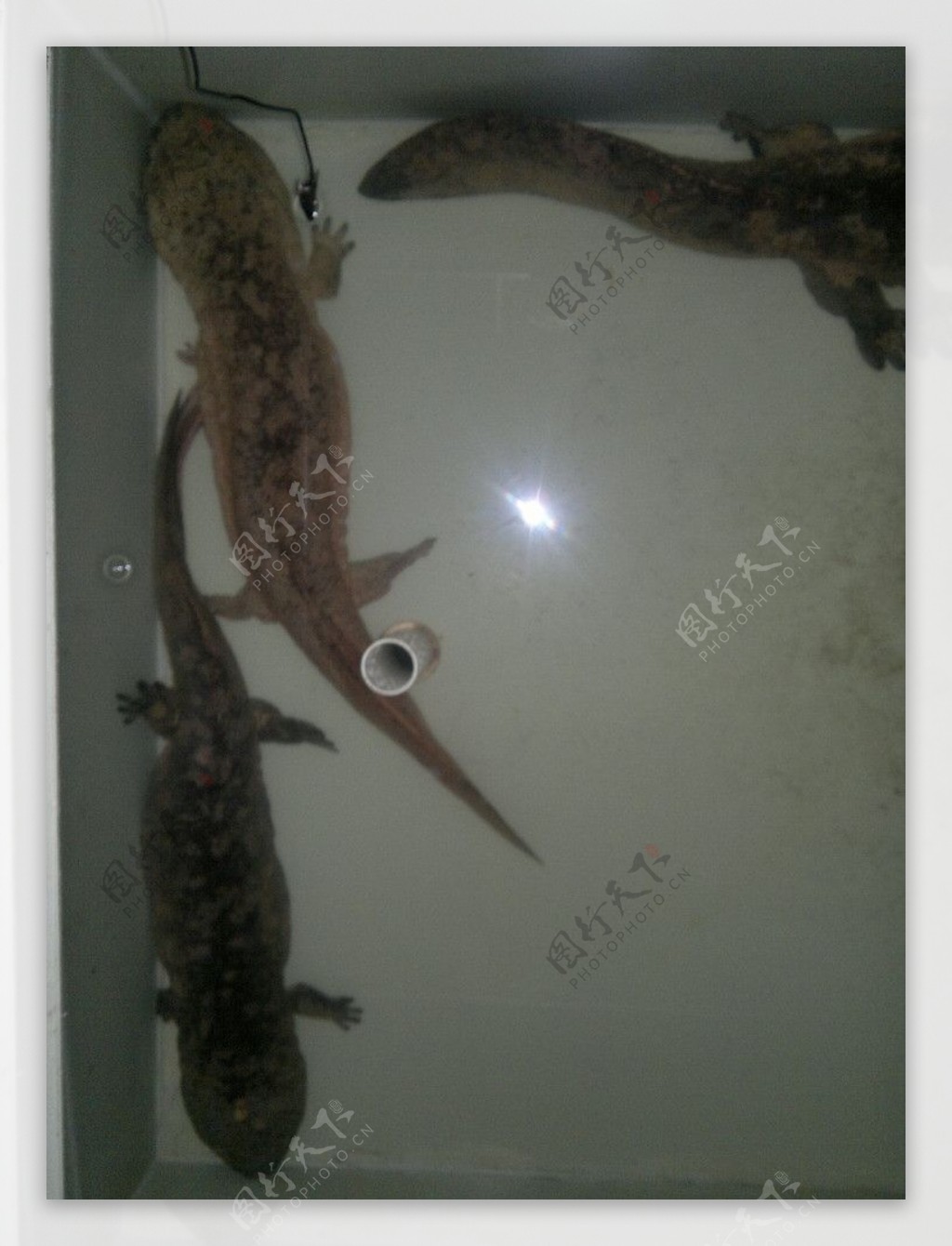 Axolotl Wallpapers - Wallpaper Cave