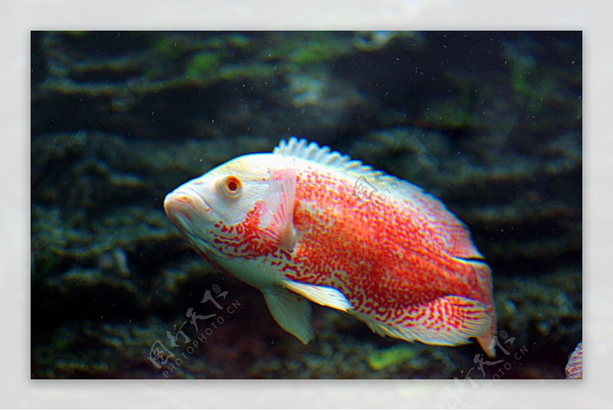 猪仔鱼红猪淡水鱼图片