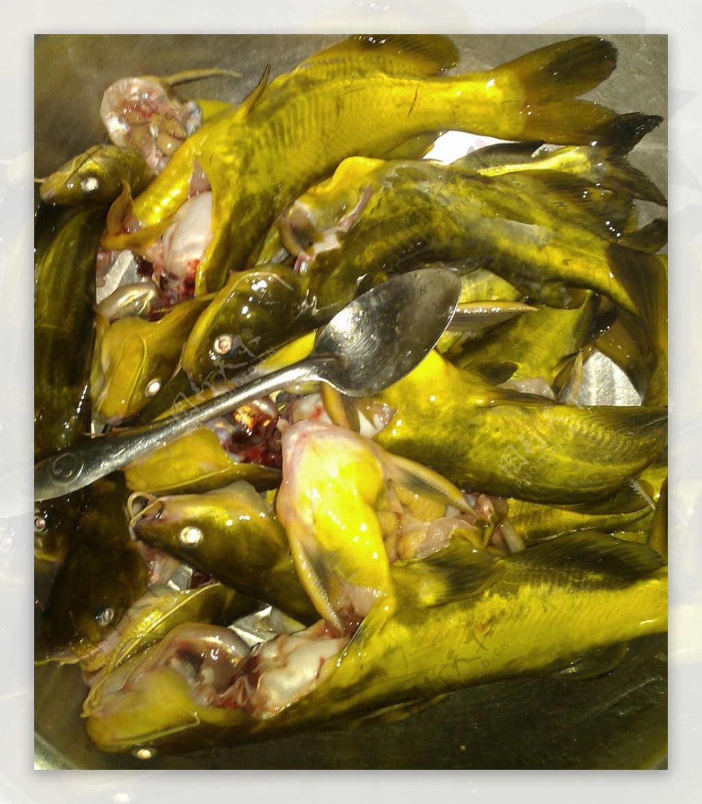 黄颡鱼图片