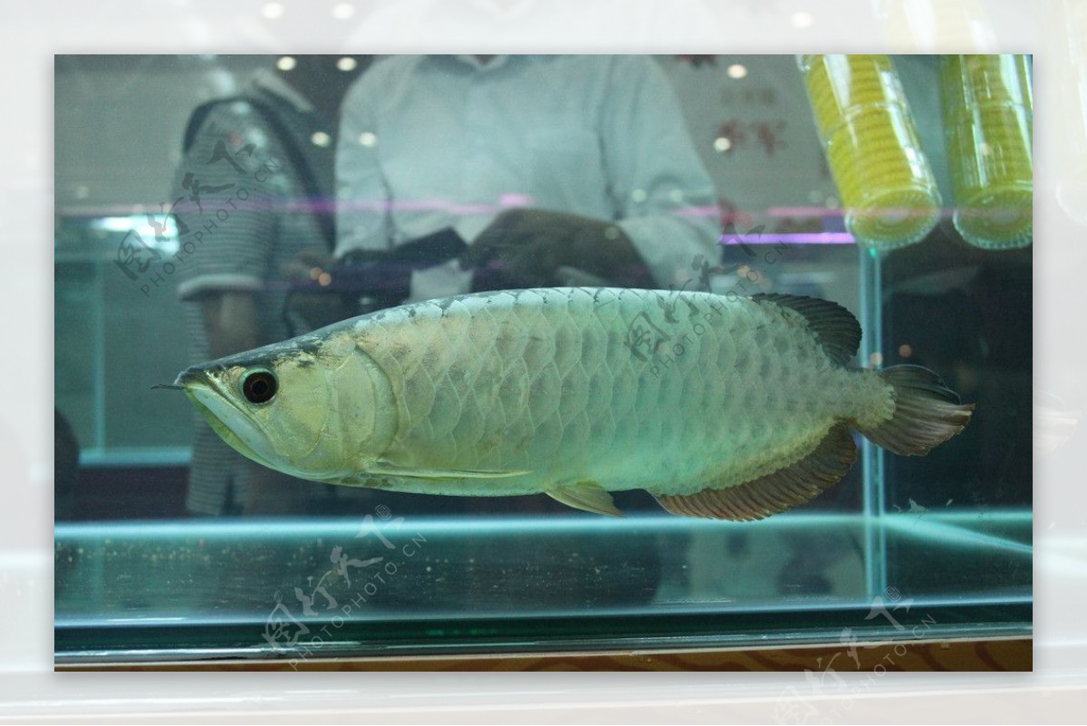 龙鱼品种大全 – 金龙鱼-银龙鱼-各种龙鱼图文介绍 - 龙鱼爱好者必备 - 海外华人网