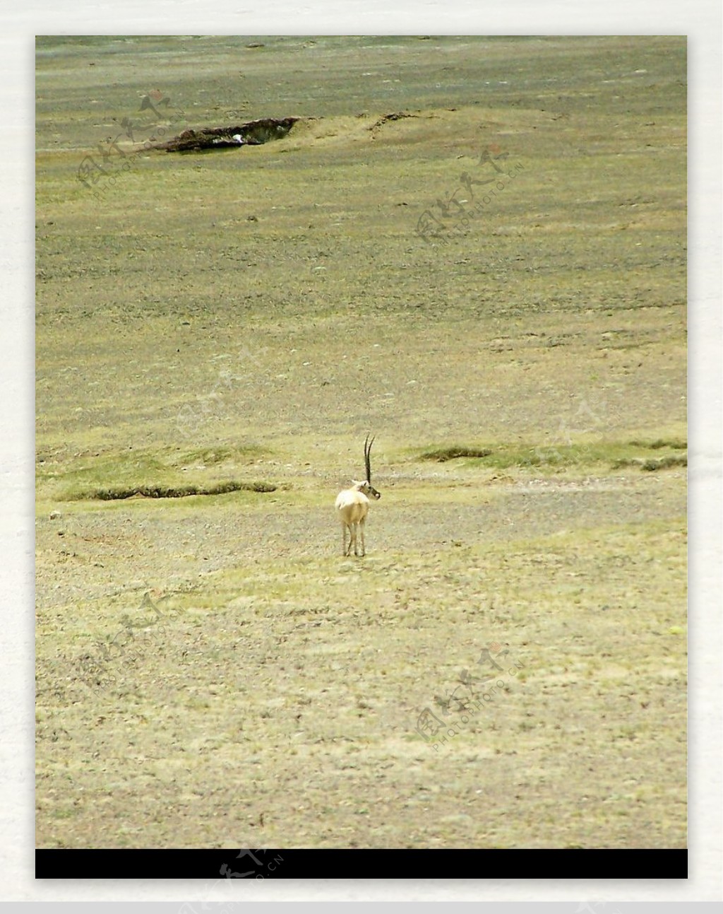 青藏铁路边的藏羚羊图片