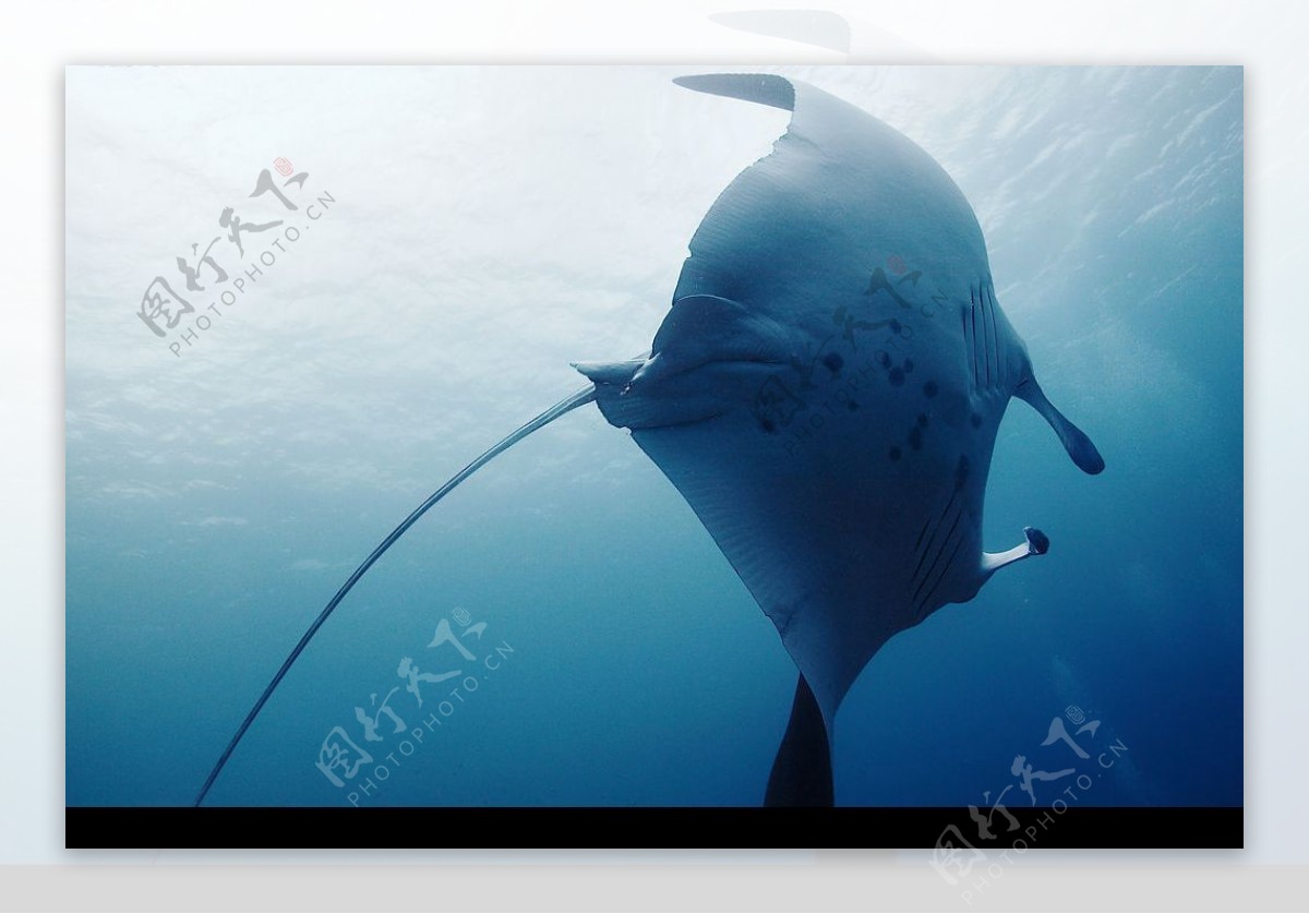 海中刺鳐写真-欧莱凯设计网