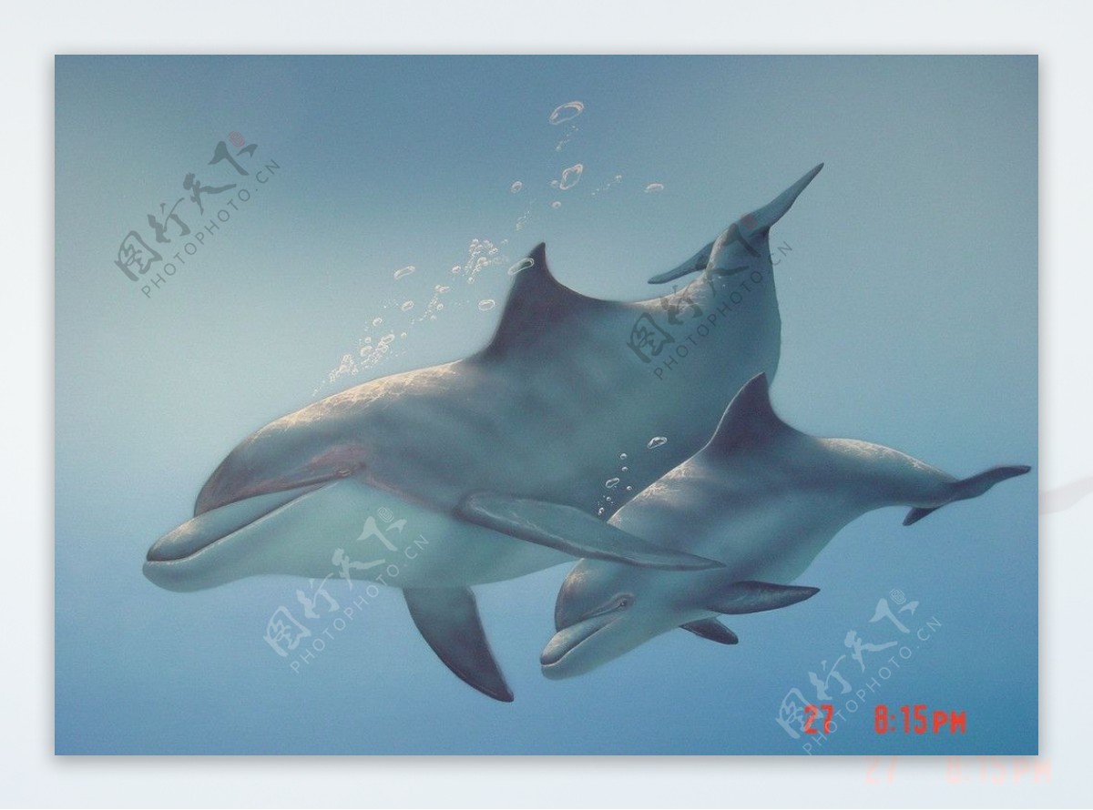 彩繪海豚图片