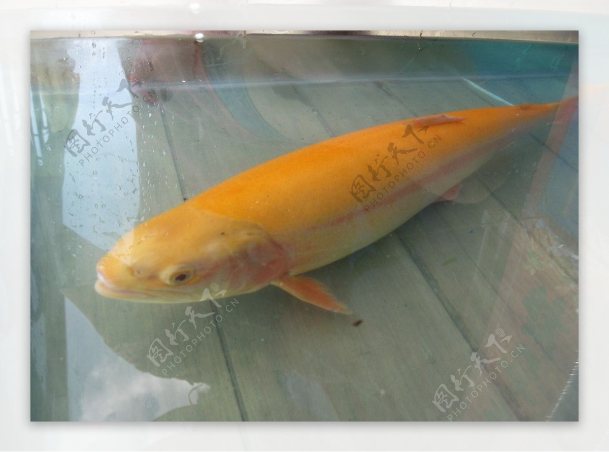 金樽鳟鱼图片