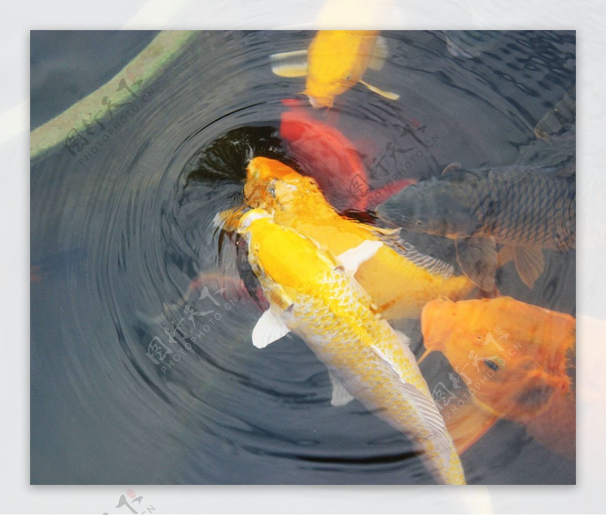 舞动的锦鲤|摄影|宠物摄影|wangningtuhua - 原创作品 - 站酷 (ZCOOL)