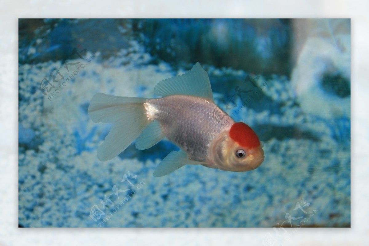 红顶金鱼图片
