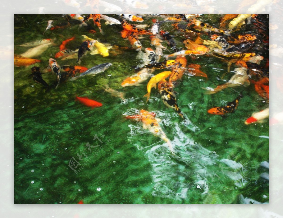 锦鲤鱼池图片