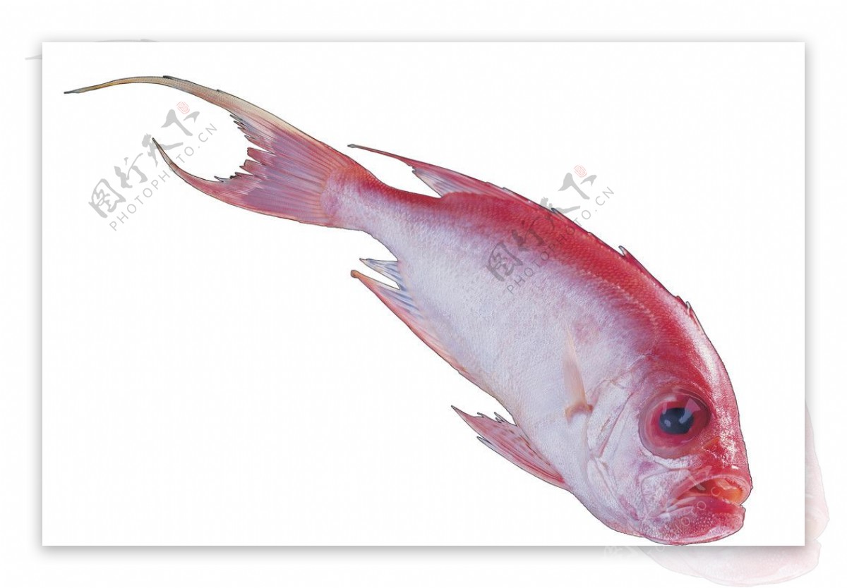 紅衫魚350dpi图片