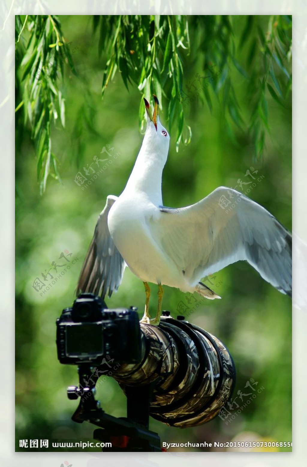 啄食的海鸥图片