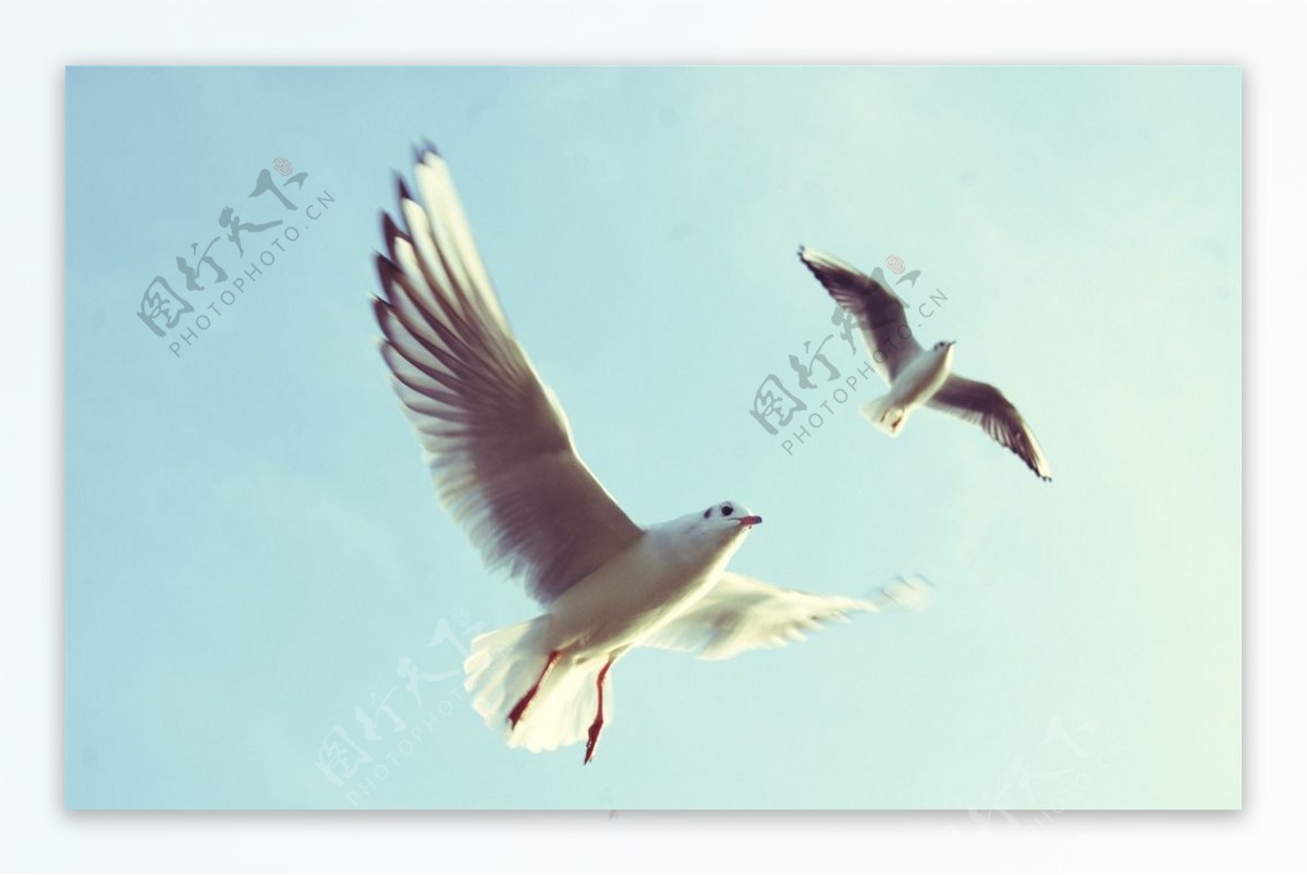 蓝天下的海鸥图片