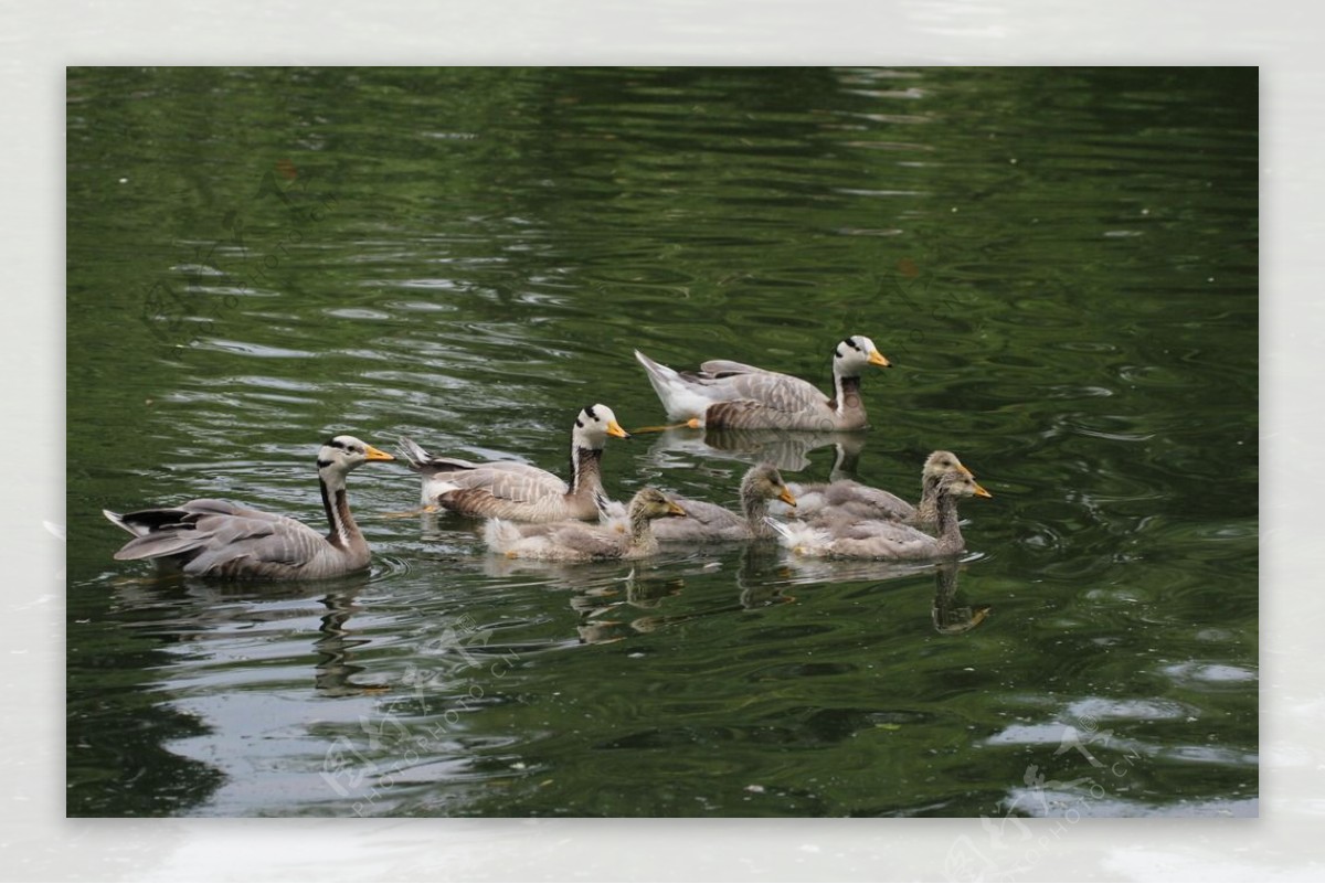 鸭鸭家族图片