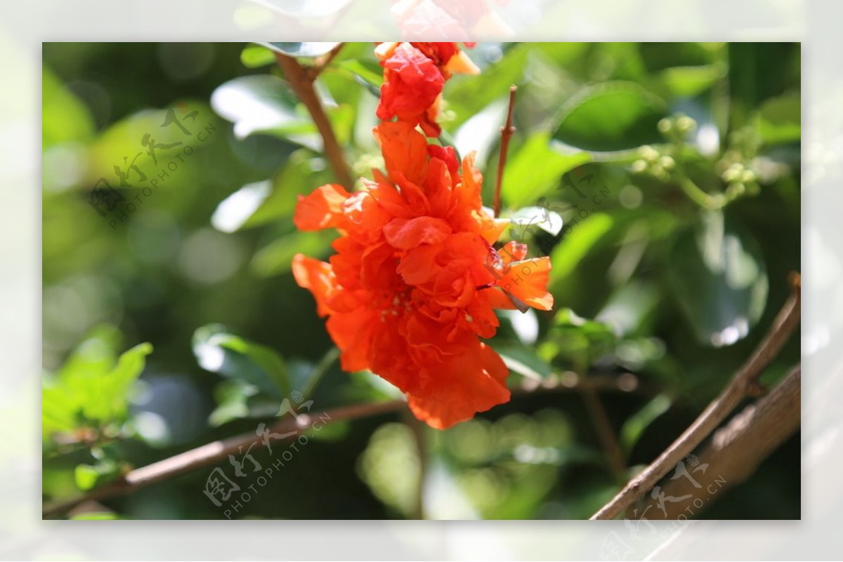 石榴花图片