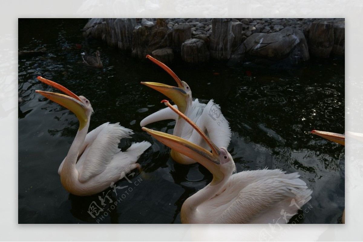 【夕阳下广州动物园的鹈鹕摄影图片】广州动物园生态摄影_老叶_太平洋电脑网摄影部落